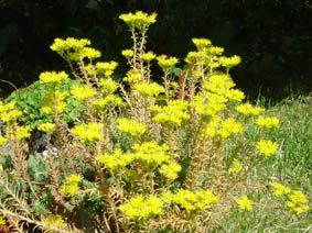 Sedum refexum